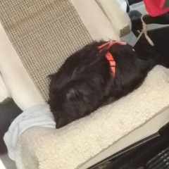 Hundetreffen 2018 im Allgäu (1)